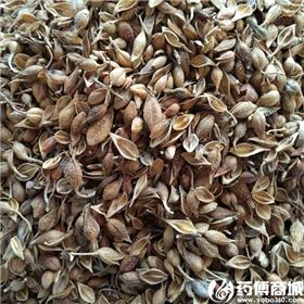 黄翘 优质大货 清热解毒 消肿散结 风热感冒