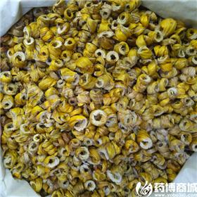 耳环石斛 优质大货 益胃生津 滋阴清热
