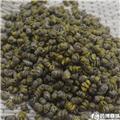 紫皮石斛