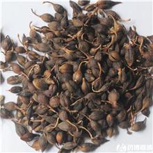 青翘 水煮