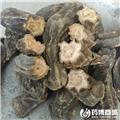 大黄 统 含量达国标