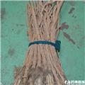 防风 优质大货