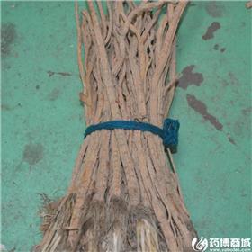 防风 优质大货