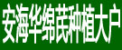 安海华绵芪种植大户