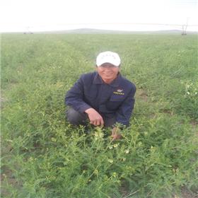 黄芪 内蒙 统 大货供应 补气固表 利尿脱毒