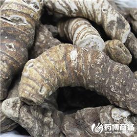 重楼 优质大货 