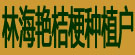 林海艳桔梗种植户