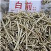 白前 各种规格