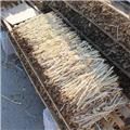 北沙参  内蒙 统 大货供应 养阴清 肺益胃生津