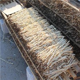北沙参  内蒙 统 大货供应 养阴清 肺益胃生津