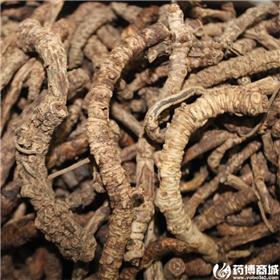 胡黄连 优质大货