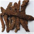 蚕羌 羌活 质优 大货供应