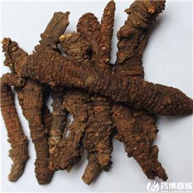 蚕羌 羌活 质优 大货供应