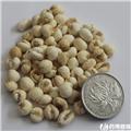 平贝母 黑龙江 小粒水洗