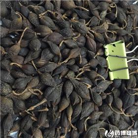 青翘 净货 
