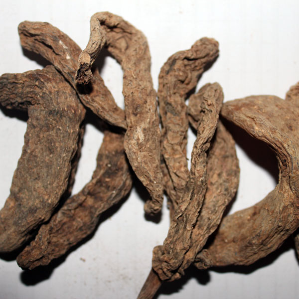 天麻 中个 大别山