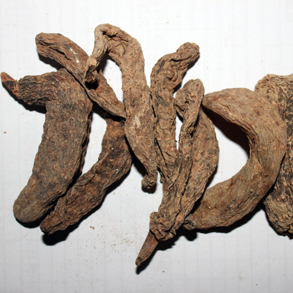 天麻  小统个 大别山