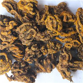 黄连 个 鸡爪连