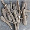 白芷 个子