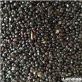 牡丹 种子 优质大货