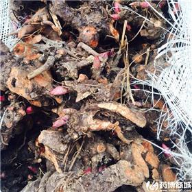 白芍 芽子 大量供应 质优价廉