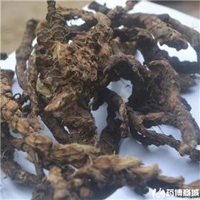石菖蒲 江西 选货
