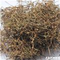 白花蛇草 片