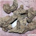 生地 大货供应