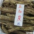 五加皮 选 