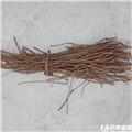 甘草 野生 毛草