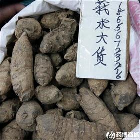 莪术 统货 云南