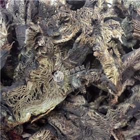 升麻 野生 统货