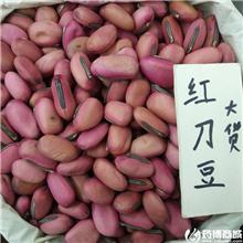 红刀豆  优质大货