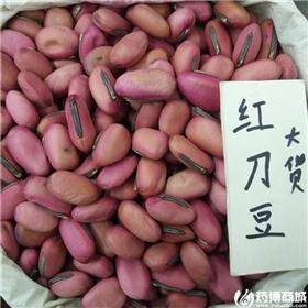 红刀豆  优质大货