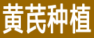 黄芪种植
