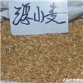 浮小麦 质优价廉