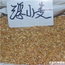 浮小麦 质优价廉
