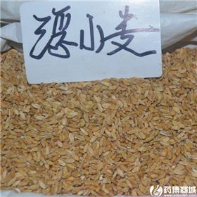浮小麦 质优价廉
