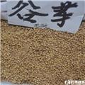 谷芽 优质大货