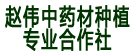 赵伟中药材种植专业合作社