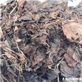 鹿含草 统货 