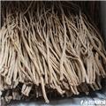 党参 各种规格 大货供应