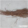 甘草 毛草