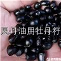凤丹油用牡丹籽