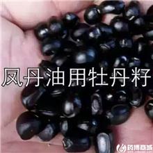 凤丹油用牡丹籽