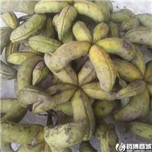 鲜牡丹角