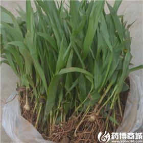 白芨苗