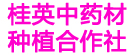 桂英中药材种植合作社