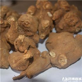 白术 精选 个子