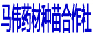 马伟药材种苗合作社